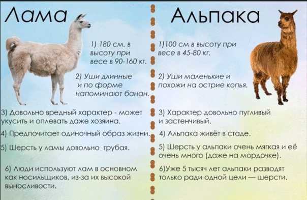 К чему снится лама женщине или мужчине — 40 толкований из разных сонников