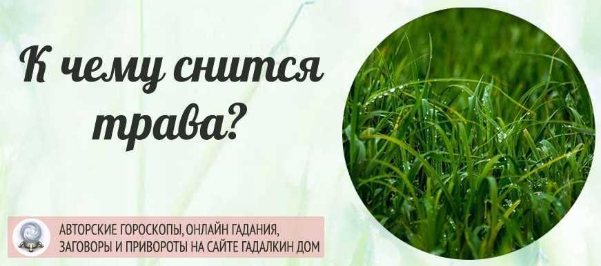 Толкование снов о траве: к чему снится зеленая трава, корова на выпасе, чего ждать если видел траву во сне