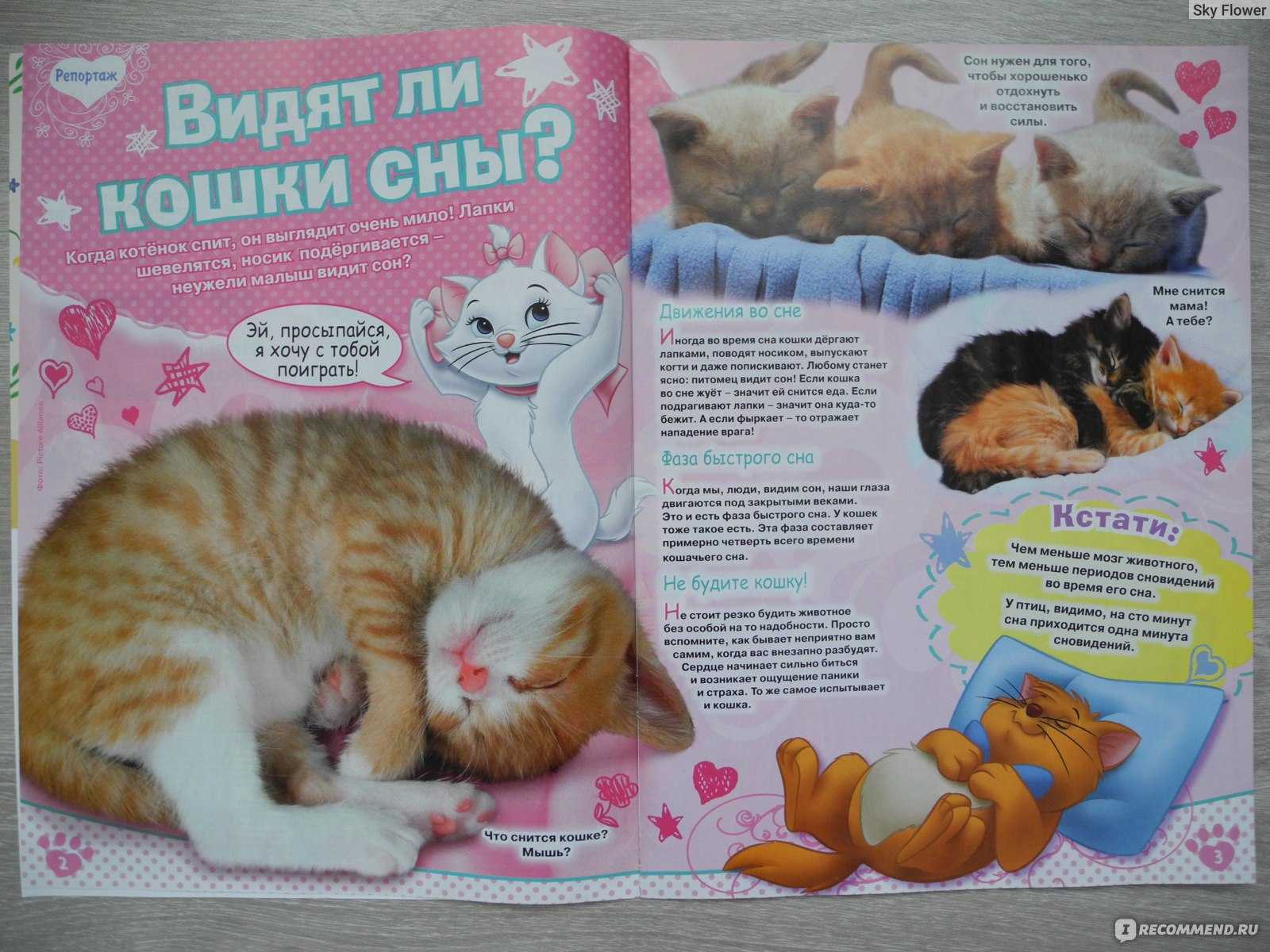 К чему снится кошка с котятами: выбор сонника, значение и толкование сна
