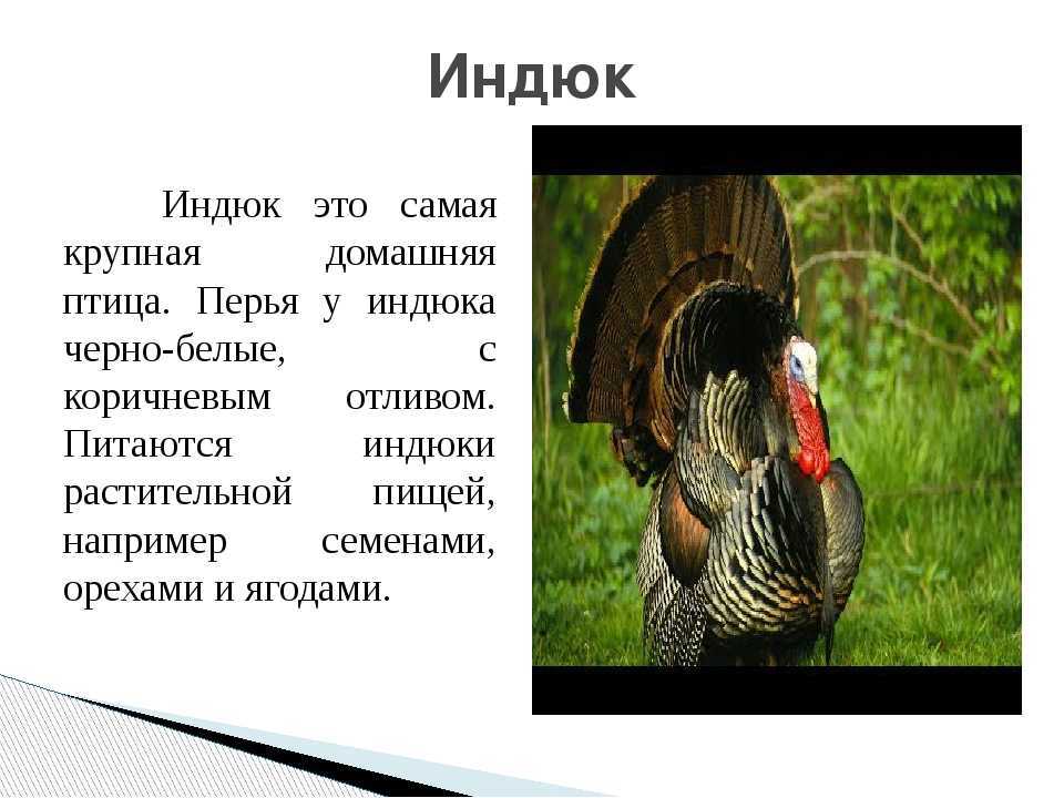 К чему снится индюк по соннику? видеть во сне индюка – толкование снов.