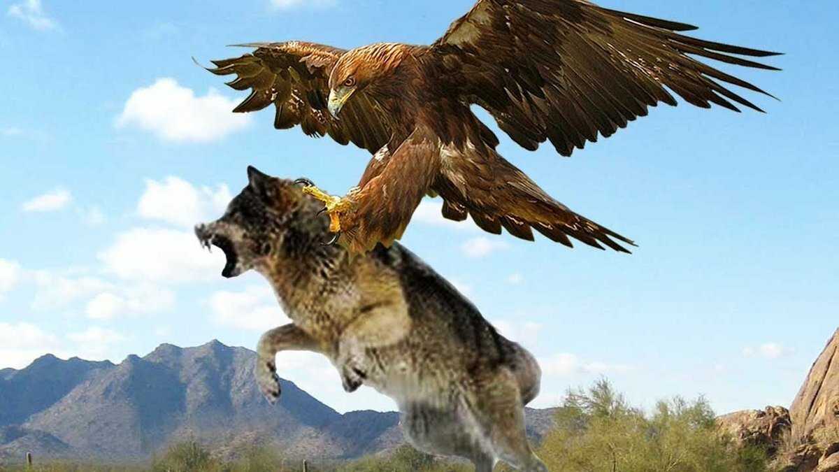 К чему снится орел