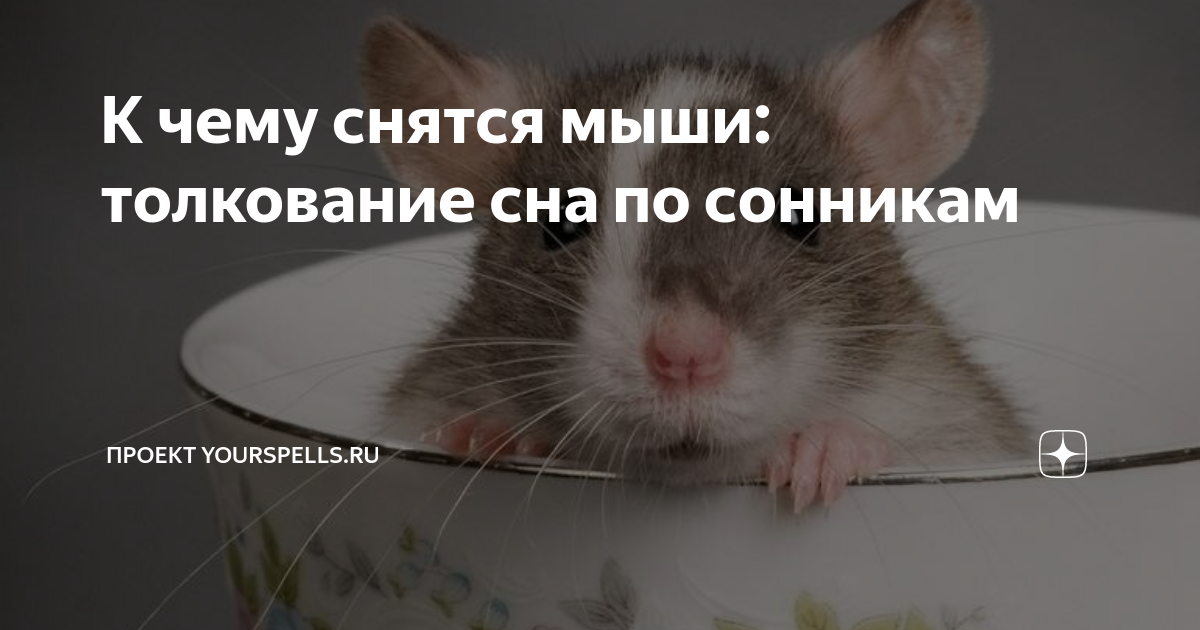 К чему снятся мыши: маленькие, ловить грызуна, больные