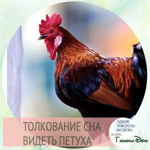 К чему снится петух? что означает видеть птицу