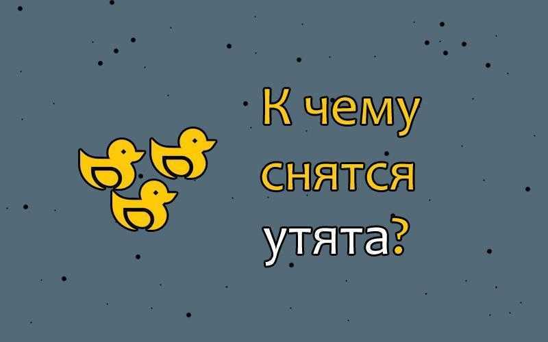 К чему снятся утки: толкование по 58 сонникам