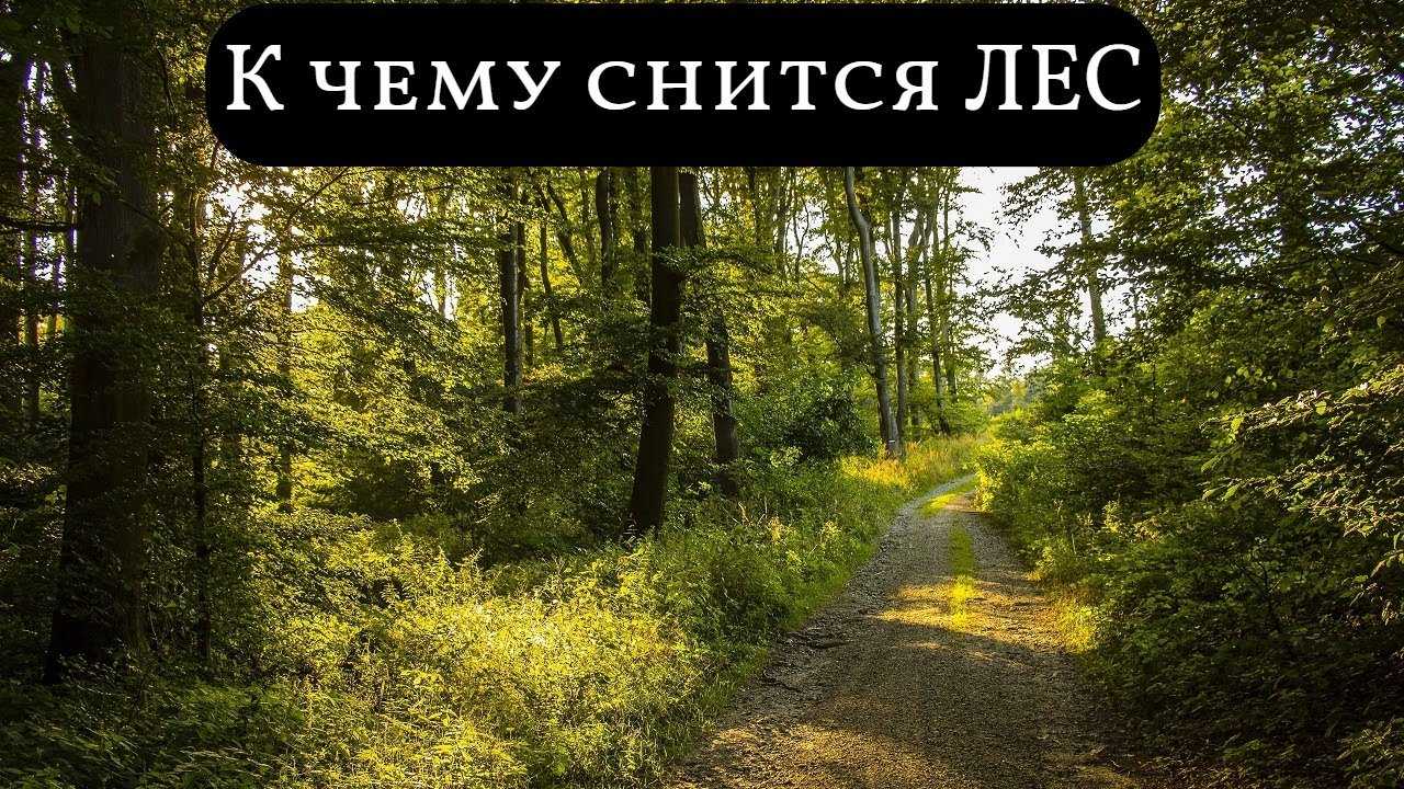 К чему снится лес - значение сна лес по соннику