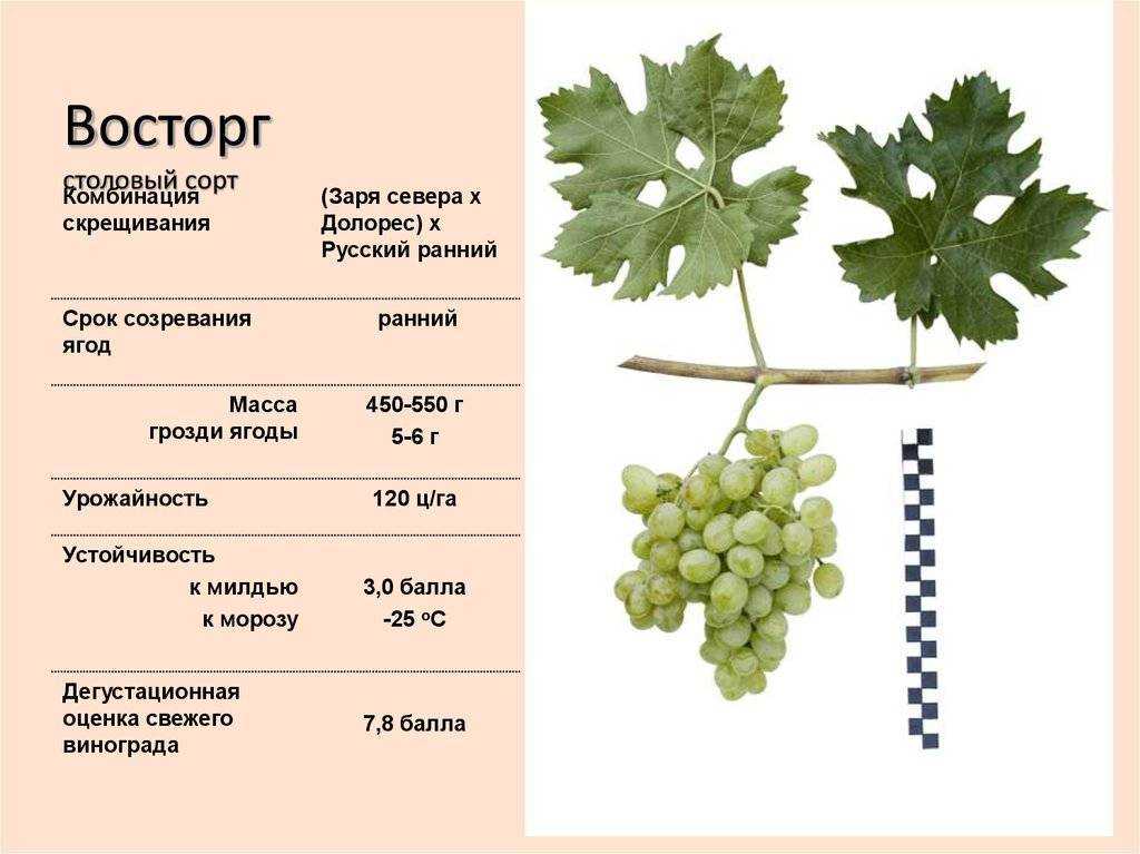 К чему снится женщине кушать виноград? сонник: есть во сне синий виноград, белый виноград, зеленый виноград