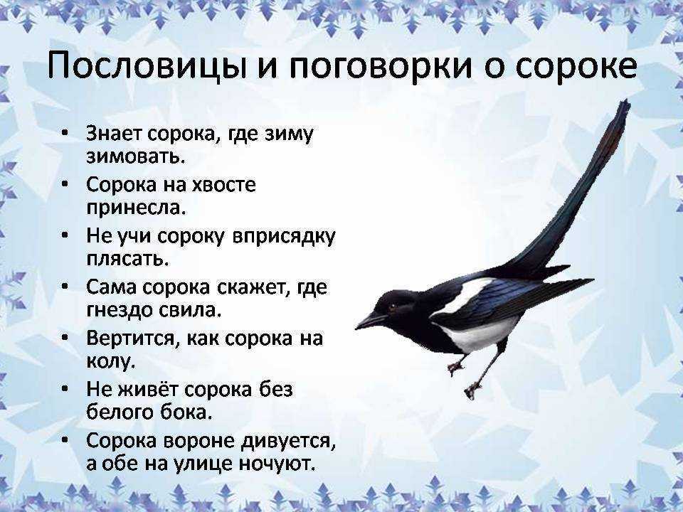К чему снится белый голубь: толкование по разным сонникам, значение образа для девушки, женщины или мужчины