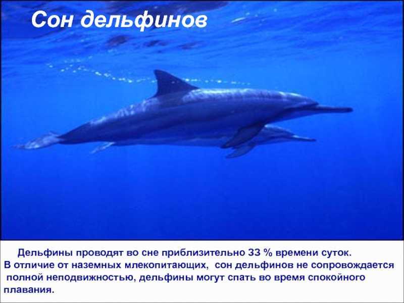 К чему снятся дельфины