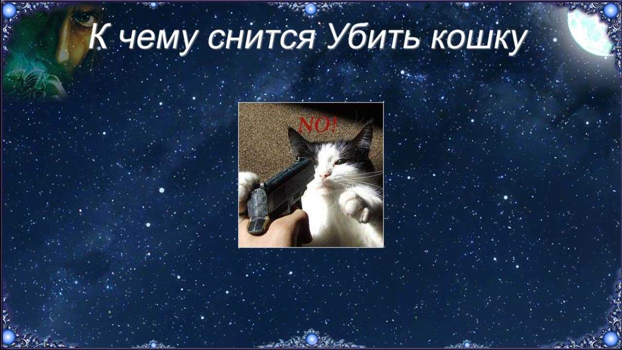 К чему снится черный котенок?