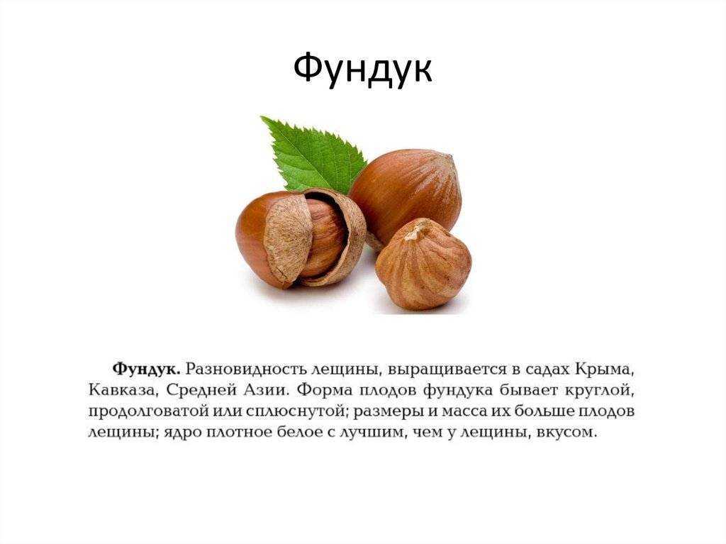 К чему снится орех 💤 — топ толкований сна 😵 по 50 сонникам: что означает для мужчины или женщины видеть, собирать либо есть лесные, грецкие или кедровые орешки