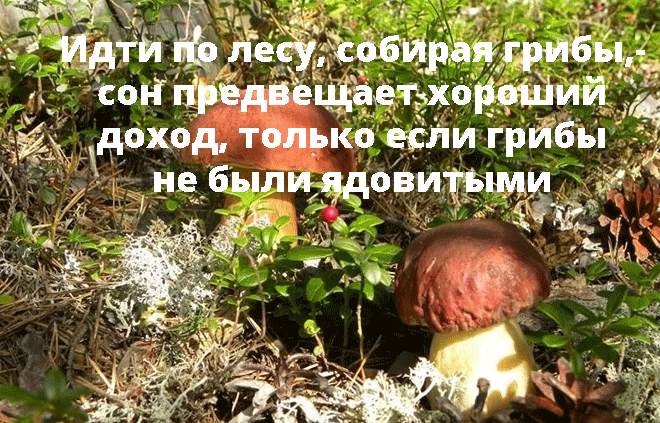 К чему снятся грибы во сне женщине, значение для мужчин