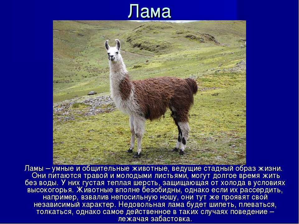Сонник к чему сниться лама