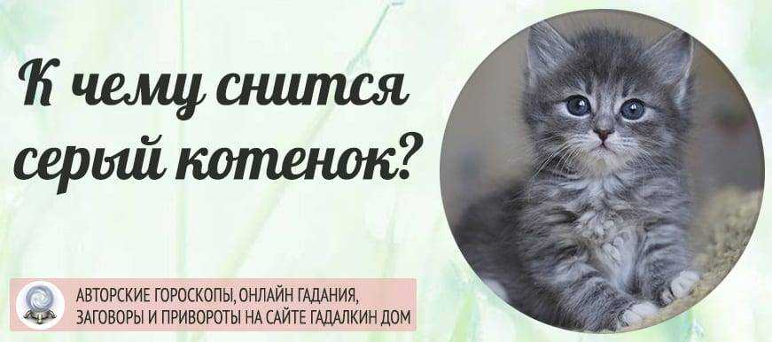 Рыжий кот