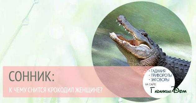 Сонник: к чему снятся крокодилы женщине, мужчине, в воде, зоопарке - снится крокодил маленький, большой
