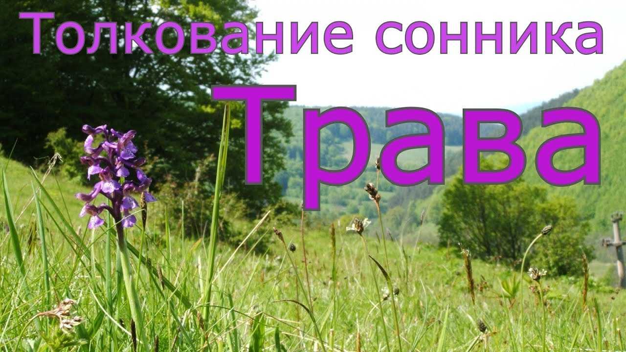 К чему снится зеленая трава. сон трава удома высокая или косить