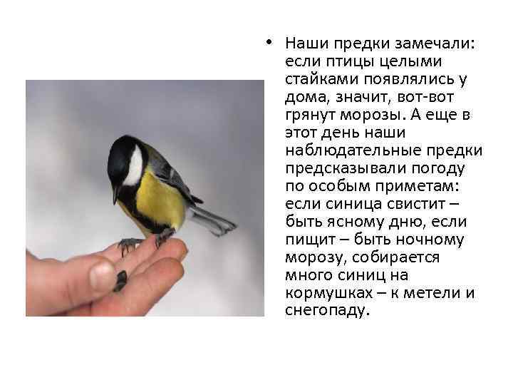 Сон о синице: трактовка по сонникам, к чему может присниться птичка, залетающая в дом или окно