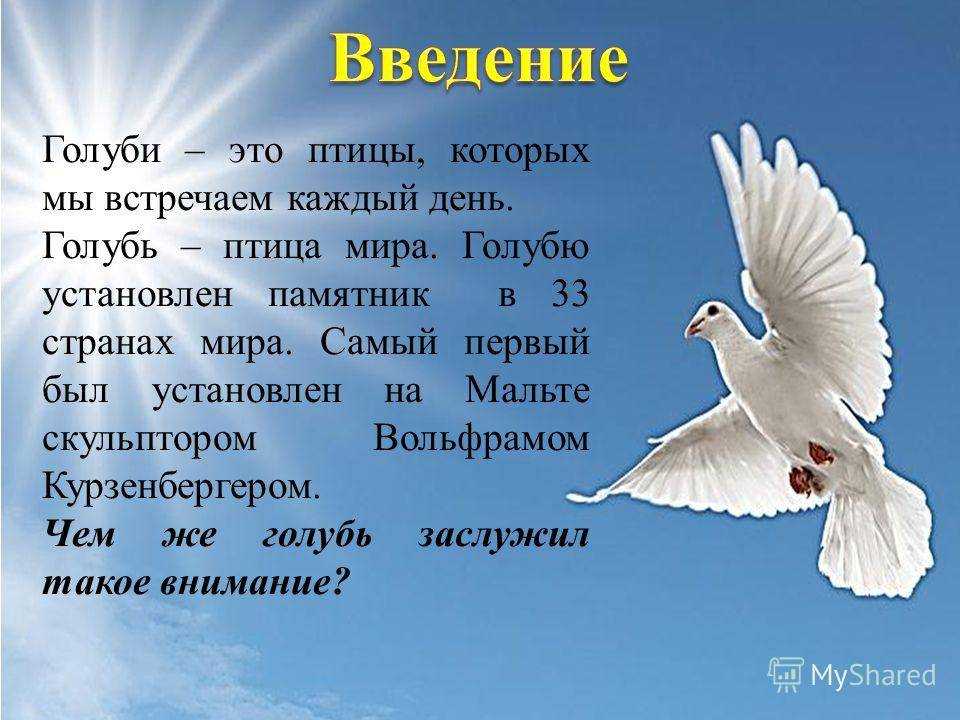 К чему снятся женщине голуби во сне: замужней, девушке, беременной – толкование по разным сонникам