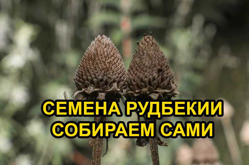 К чему снятся пророщенные семена. толкование сна семена в сонниках