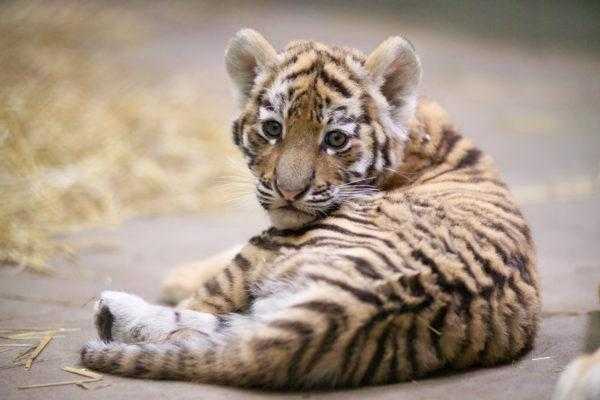 К чему снится тигр во сне для женщины: доброго, нападающего, в доме