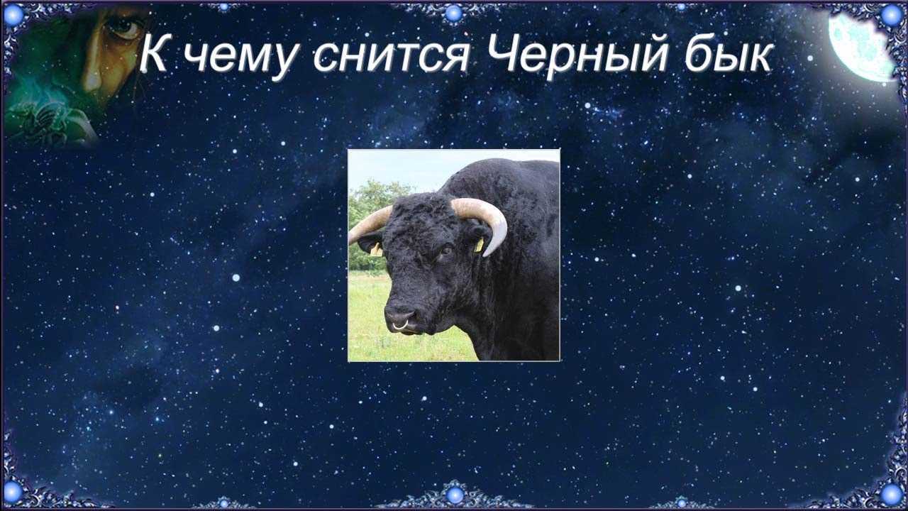 К чему снится злая нападающая кошка, что означает такое нападение во сне согласно сонникам?