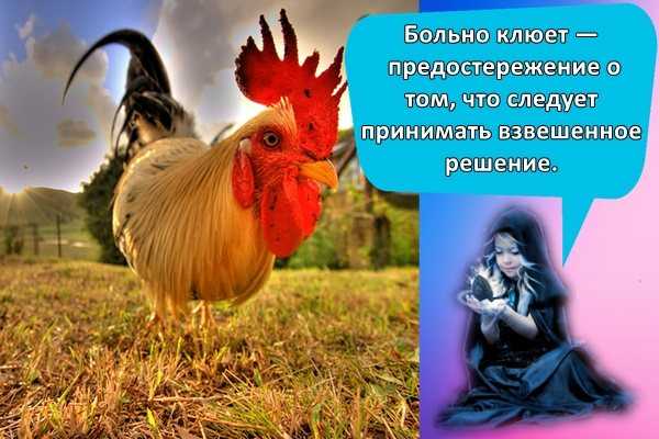 К чему снится петух?