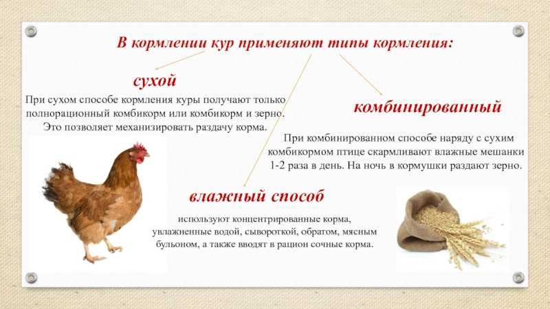 К чему снится курица во сне женщине: с цыплятами, белая, черная, рыжая, жареная, вареная, копченая, мертвая, яйца и петух