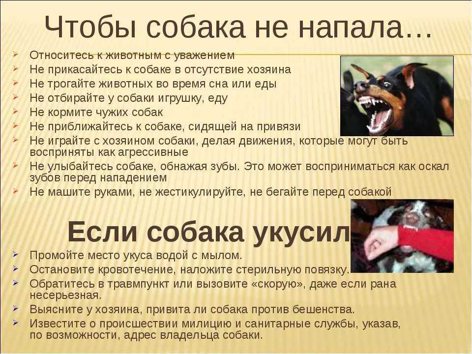 К чему снятся злые собаки: сны для женщины, сновидение в котором пес лает и кидается