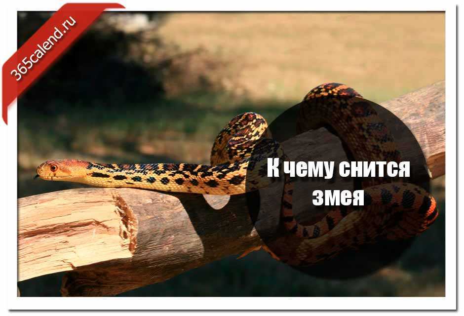 Во сне оторвать голову змее сонник