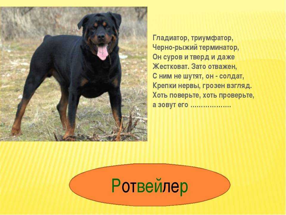 Что может означать собака во сне для незамужней женщины