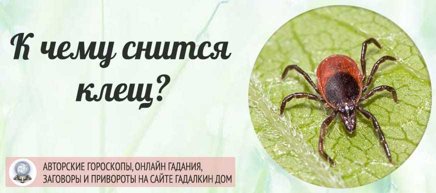 К чему снятся клещи: большие, впившиеся, много, на теле, голове, волосах, руке, ноге, одежде, на кошке, собаке, кусают, вытаскивать, давить
