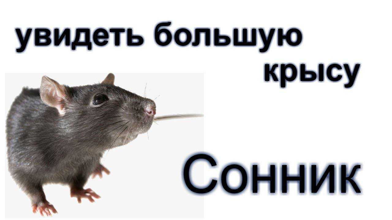 Что значит сон про крысу с крысятами — 30 значений