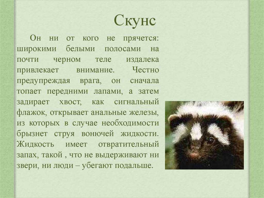 Как трактовать сон о хорьке — 32 популярных значения