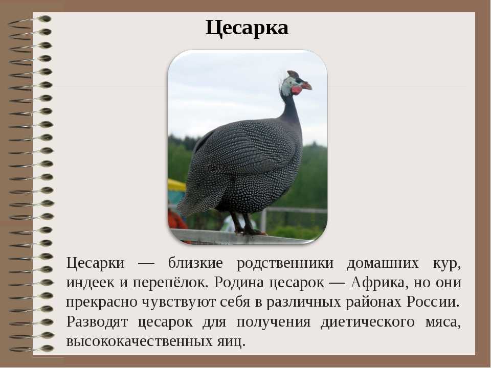К чему снится индюк - толкование сна по сонникам