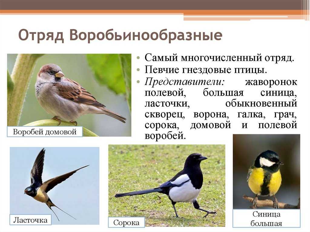 Баклан и чайка: различия и особенности птиц