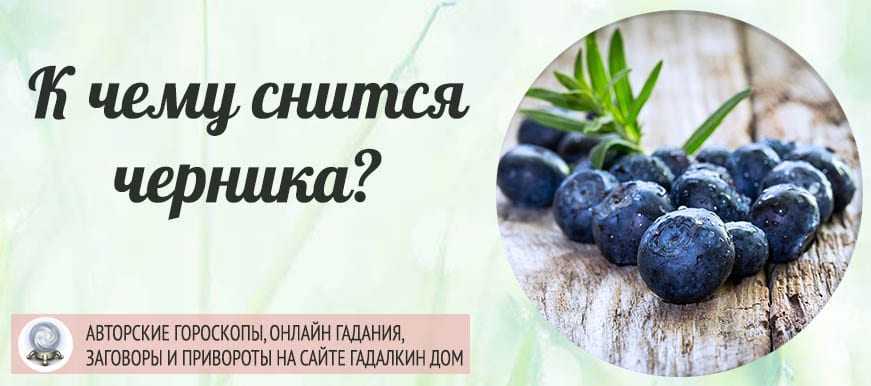 Сонник голубика: к чему снится и что означает сон?