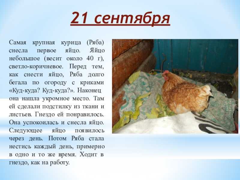 К чему снятся куры и петухи: красные, мертвые, кудахчут, клюют вас, клюют зерно, бегают, много