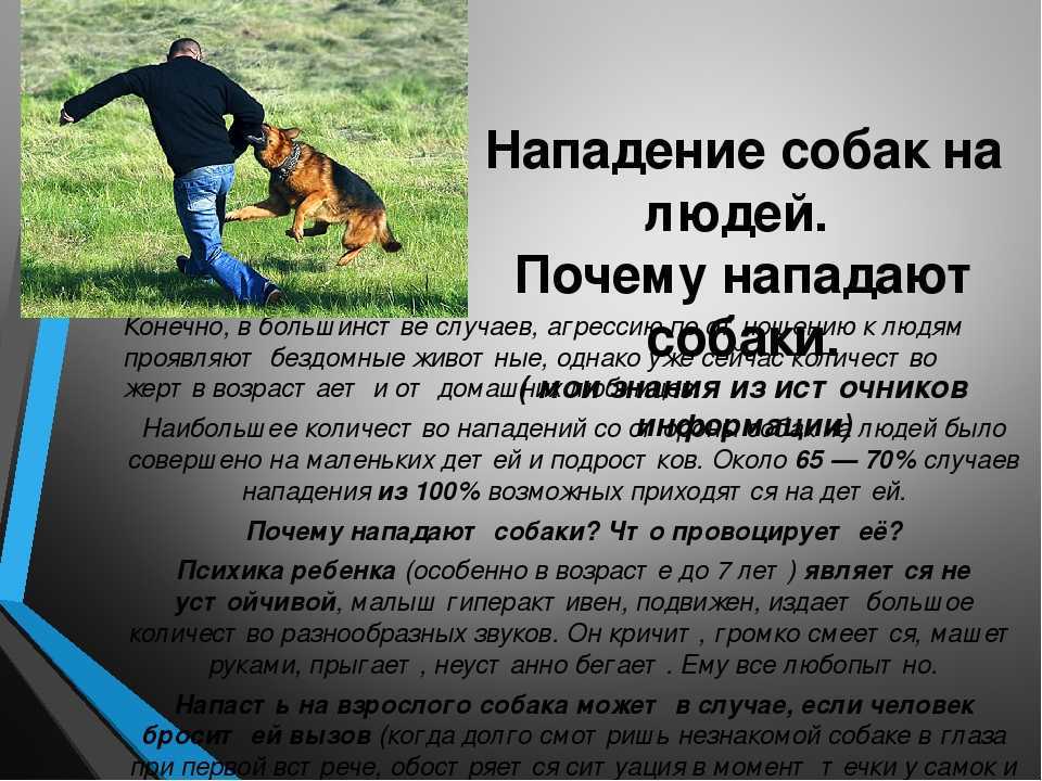 К чему снится, что нападает собака? сонник – нападает собака во сне