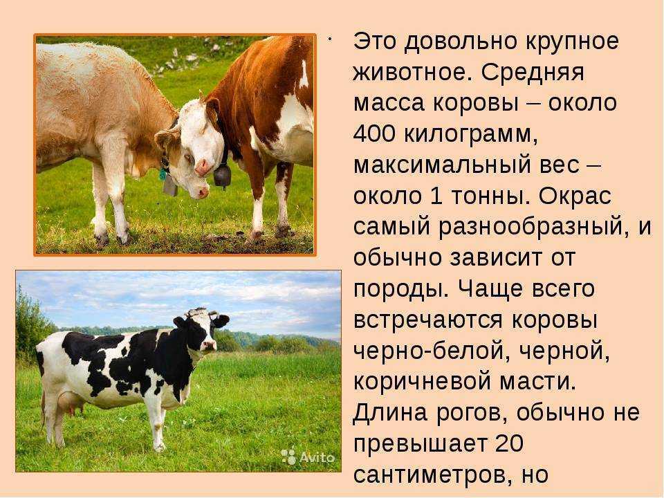 К чему снится теленок женщине: что это значит, белый, черный, в доме, в хлеву, много, с коровой