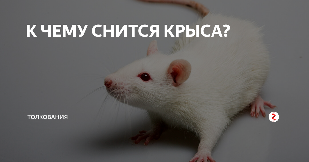 К чему снятся крысы: значение и самое полное толкование сновидения по соннику