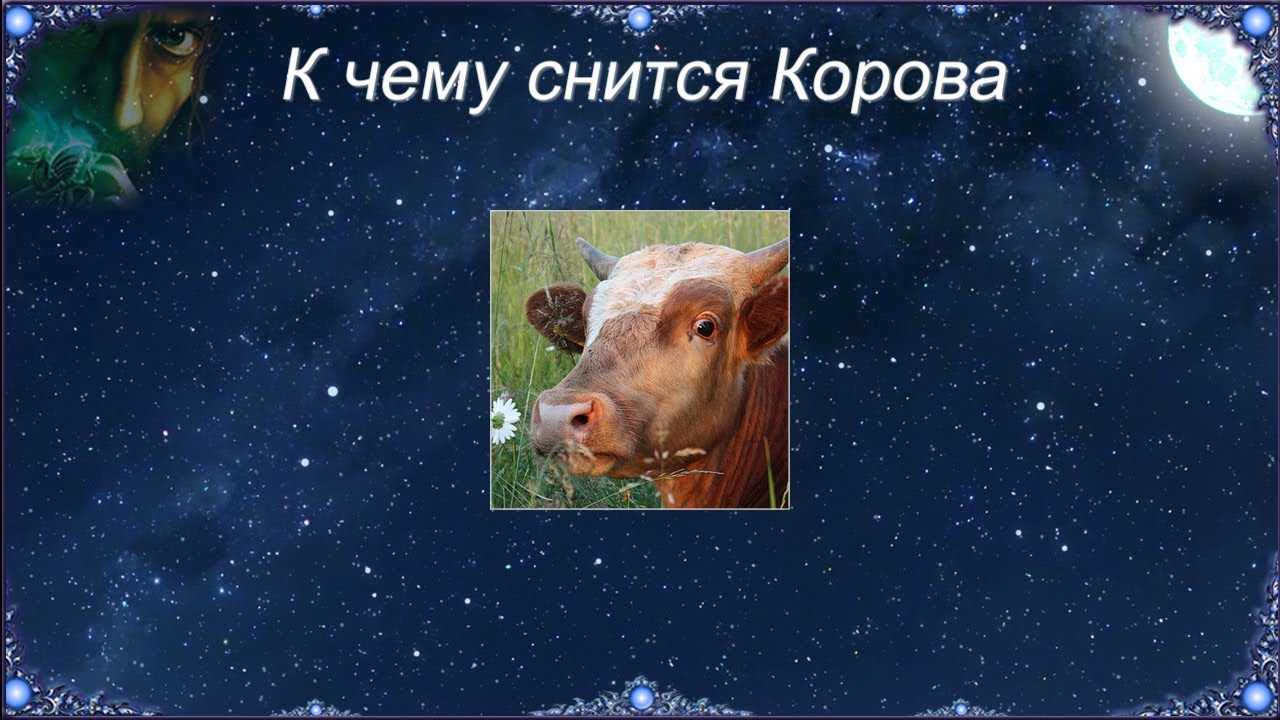 К чему снится корова?