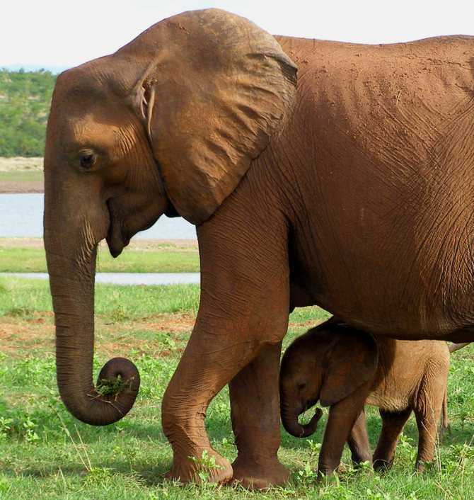 Что значит, если приснился слон 🐘 — топ толкований сна ❗ по 42 сонникам: к чему снится мужчине и женщине быть этим большим животным, видеть его в воде или кататься на нем