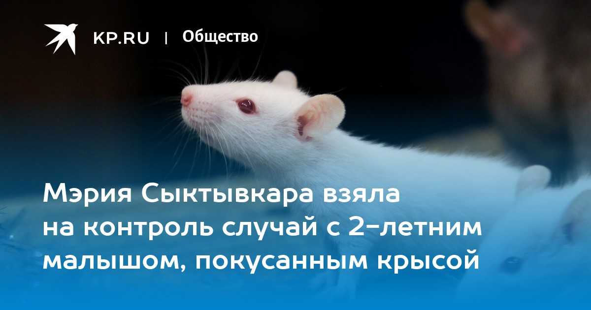 Крыса укусила за ногу во сне, к чему, трактовка сна в сонниках