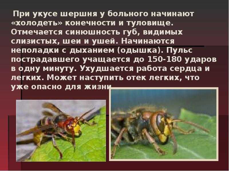 К чему снится шмель женщине или мужчине — 55 толкований из разных сонников