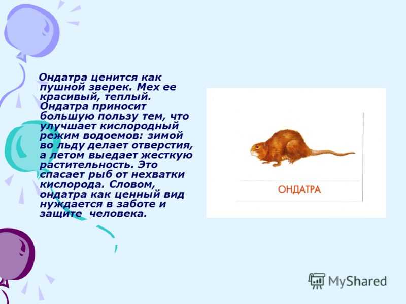 Как трактовать сон о скате — 27 точных значения