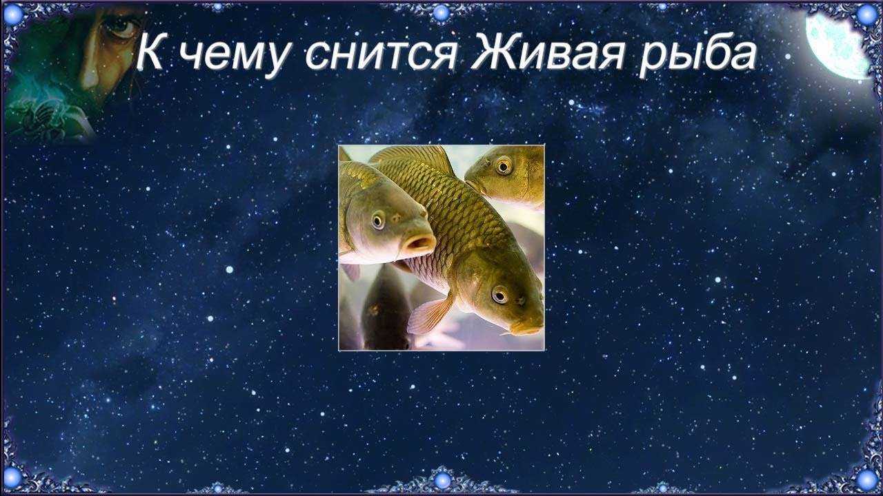 Детально разбираем, к чему снится рыба — толкование сна в различных сонниках