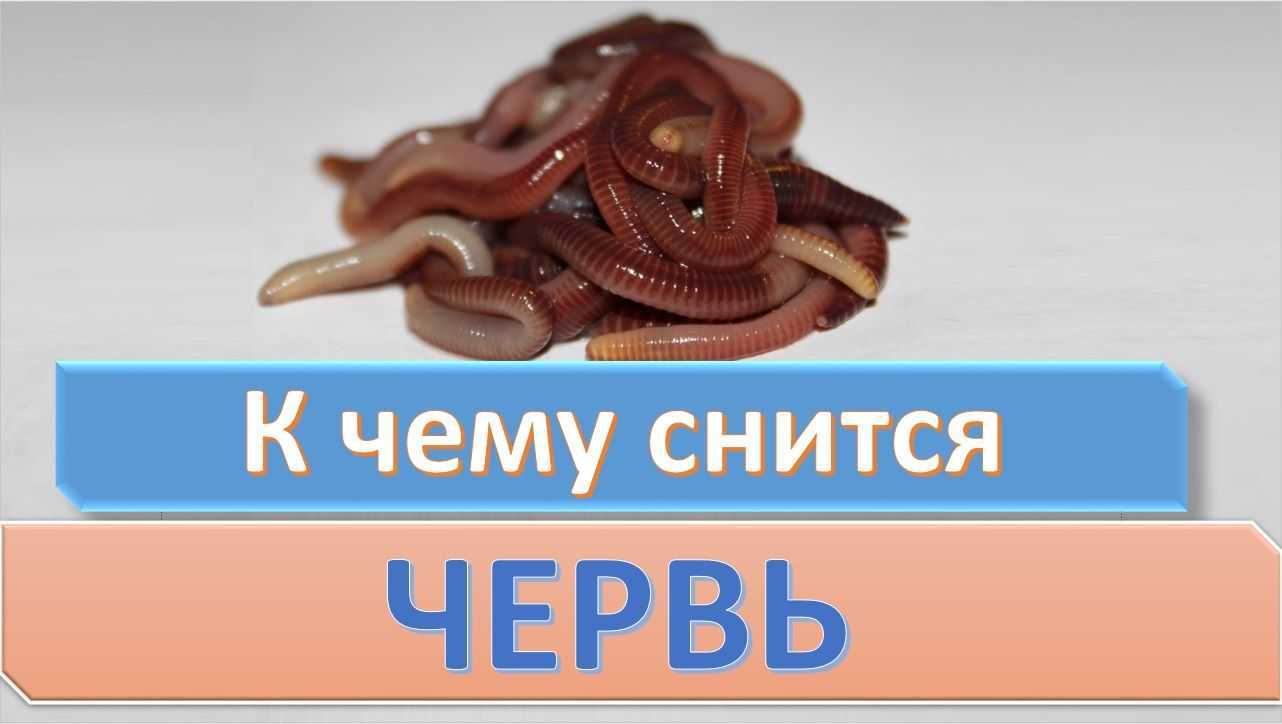 К чему снятся глисты белые живые женщине, мужчине