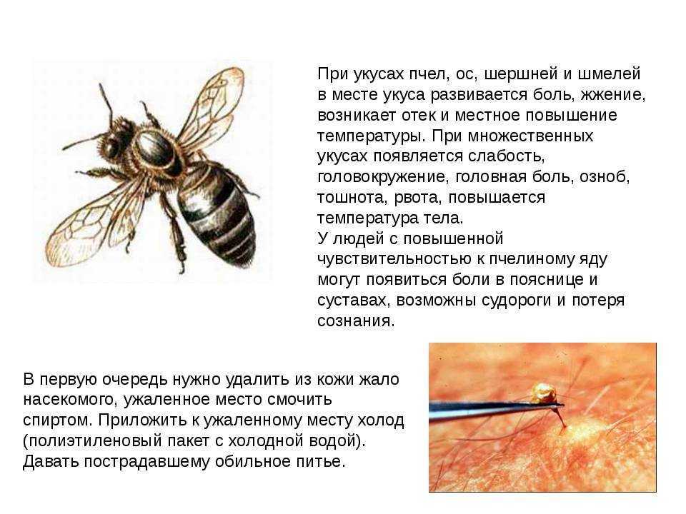 Толкование сонников: к чему снится шмель