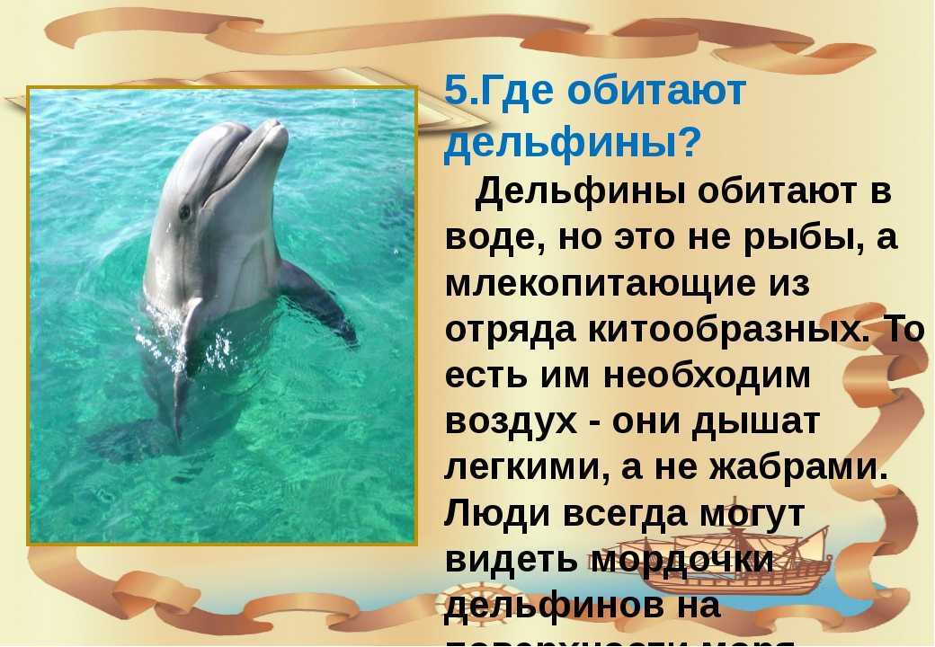 К чему снятся дельфины женщине? сонник дельфины