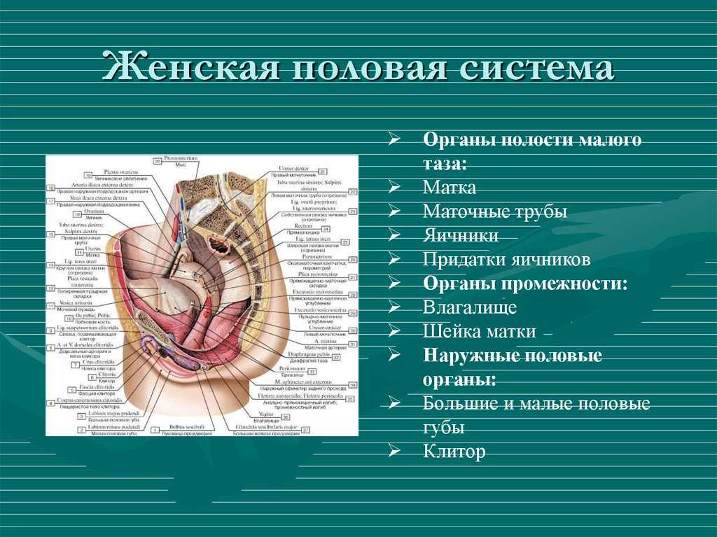 К чему снятся женские половые органы и мужские