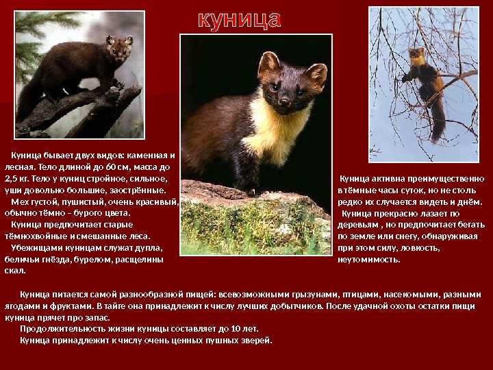 К чему снится куница: толкование в различных сонниках